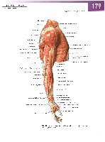 Sobotta Atlas of Human Anatomy  Head,Neck,Upper Limb Volume1 2006, page 186